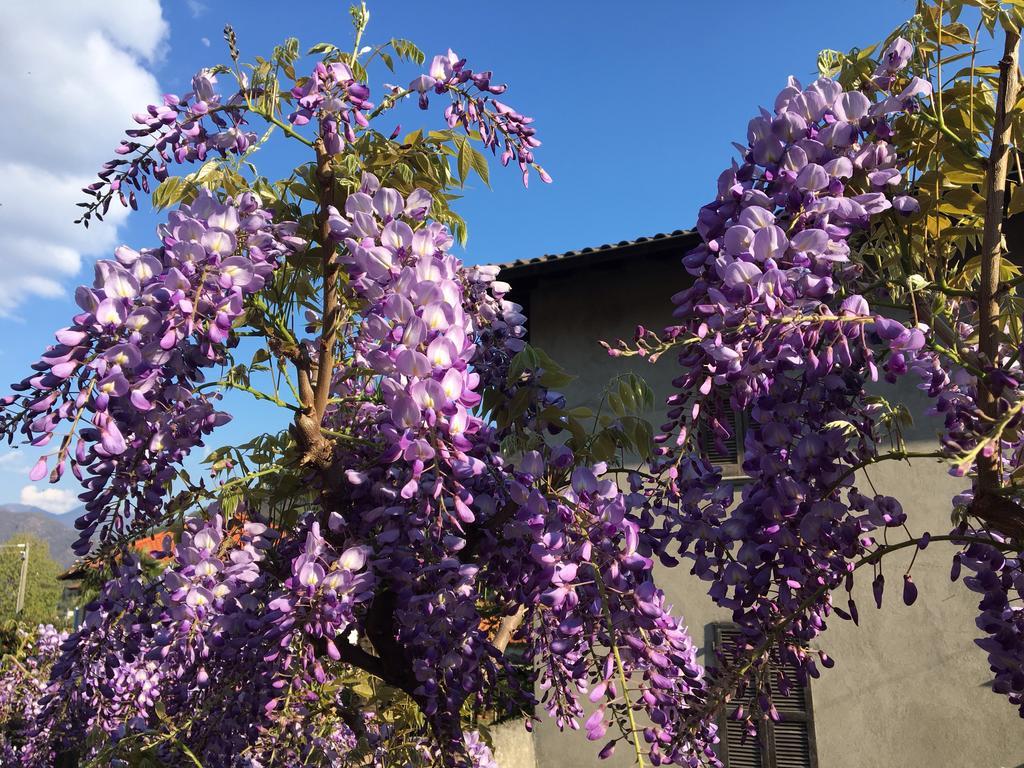 B&B Villa Dei Pini กันโนบีโอ ภายนอก รูปภาพ