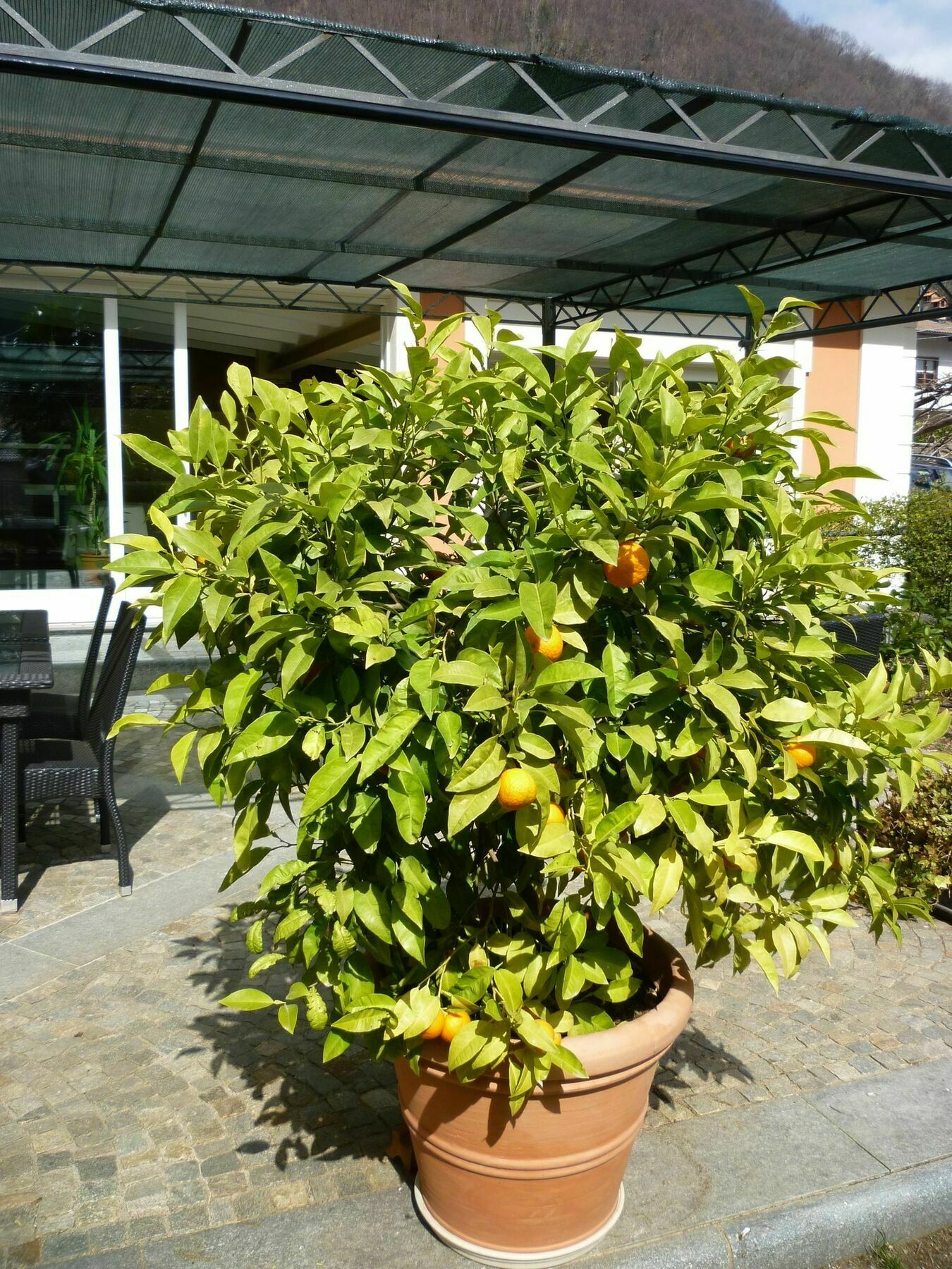 B&B Villa Dei Pini กันโนบีโอ ภายนอก รูปภาพ